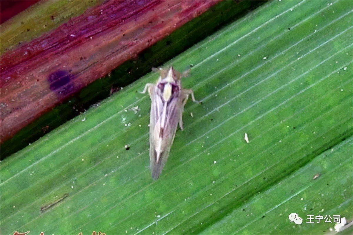夏播玉米虫害图片大全,玉米虫害图谱高清大图