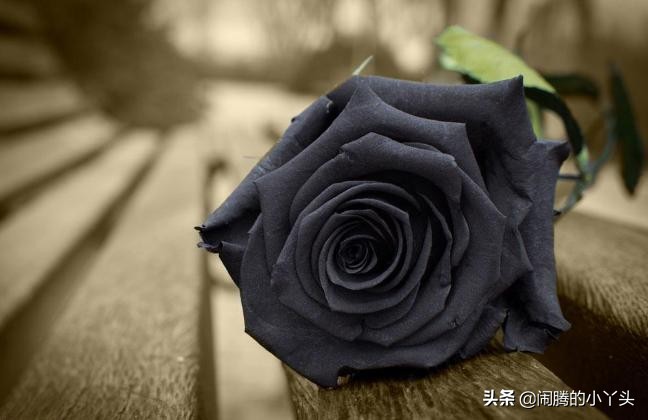 黑玫瑰人生若只如初见,黑玫瑰一生美好