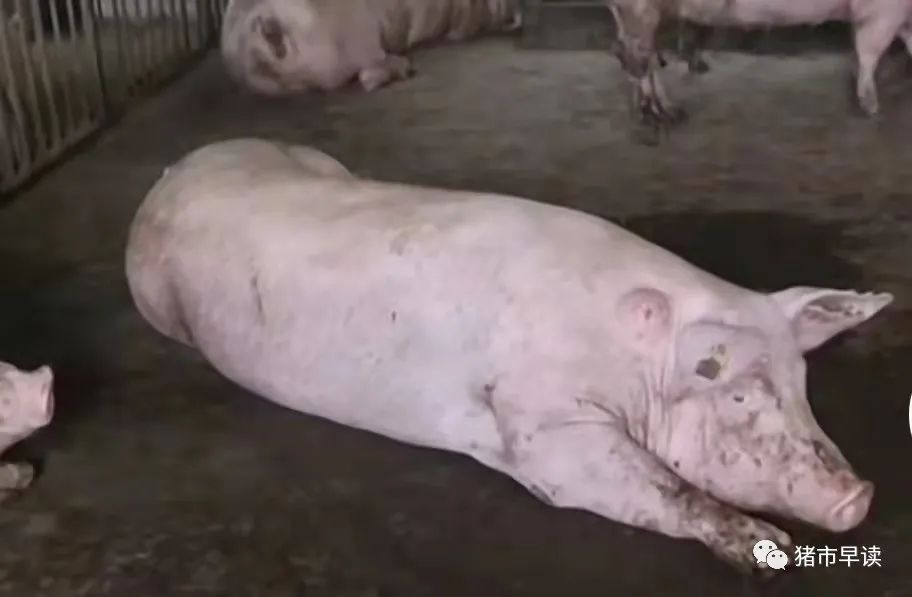 猪场常用药中药大全,猪场常用的药有哪些