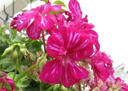 10种天竺葵,天竺葵100种图片大全