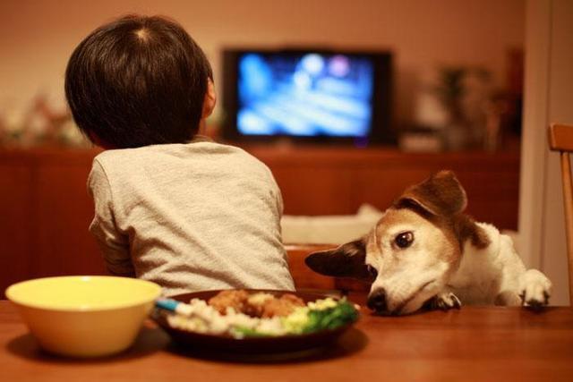 狗狗鼻头褪色怎么回事,狗狗的鼻头为什么会褪色