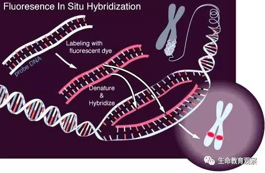 细胞的亚显微结构,细胞亚显微结构模型