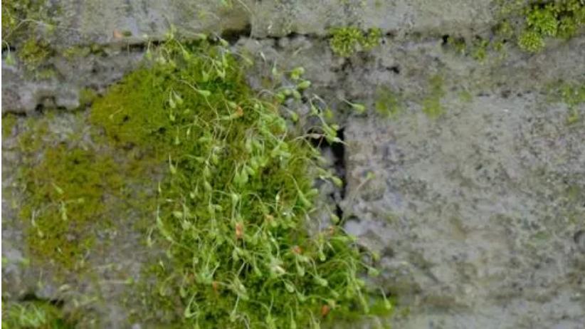 石板青苔的处理方法,青石青苔路滑怎么处理