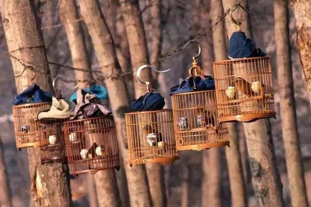 养画眉鸟犯不犯法,养画眉鸟有什么意义