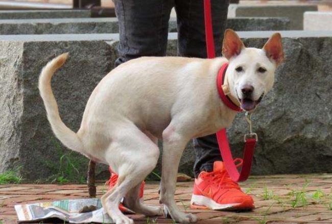 下雨天不方便遛狗怎么办,下雨天遛狗怎么不脏