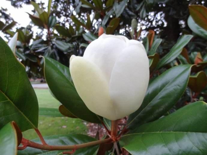 养护橡皮树注意“5点”，叶绿锃亮花开不断，不愧绿色“吸尘器