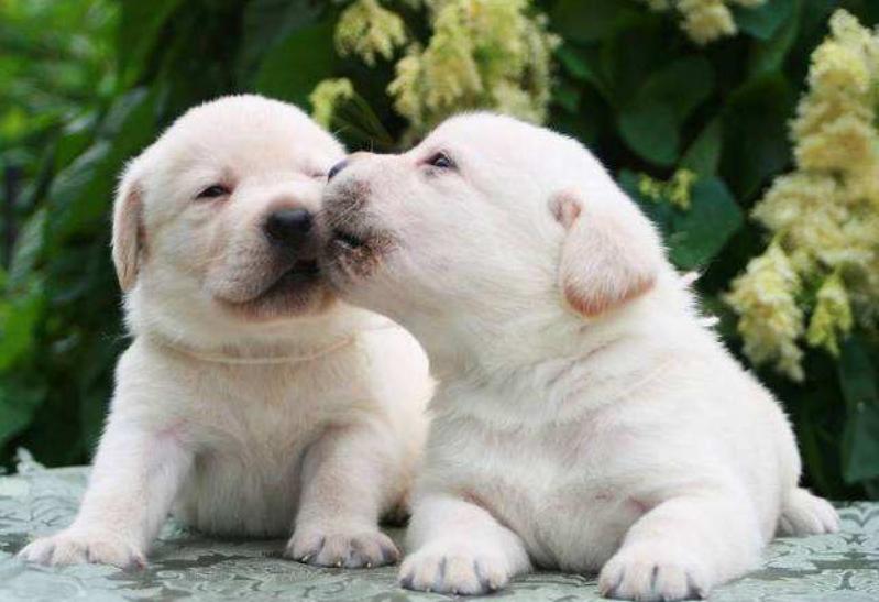 狗狗不停舔嘴巴舔鼻子,两个月的狗狗为什么喜欢舔人