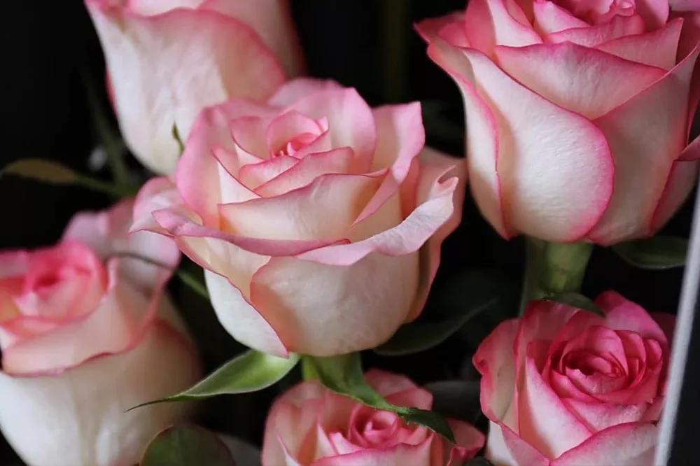 花店必备的5款玫瑰,鲜花图鉴一次性认识30种玫瑰花