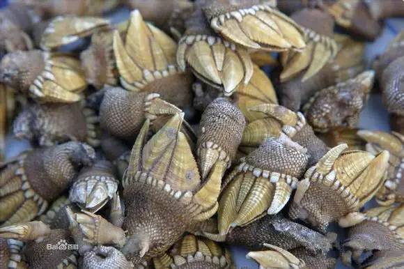 海鲜大全,最全海鲜冷知识