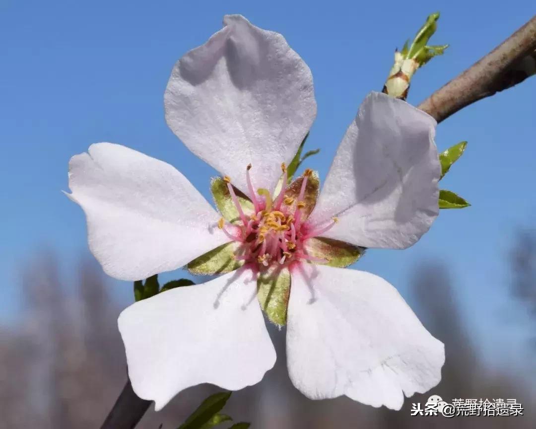 新疆巴旦木历史,巴旦木的前世今生