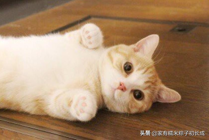 挑选猫咪时聪明人会避开这7种猫,猫主子不亲人