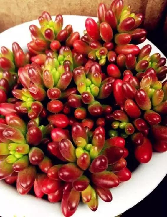 推荐轻松玩转100种常见多肉植物,700种多肉植物图鉴pdf百度云