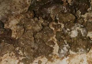 肉鸡肠道不好长期拉稀的原因,肉鸡后期拉稀是什么原因