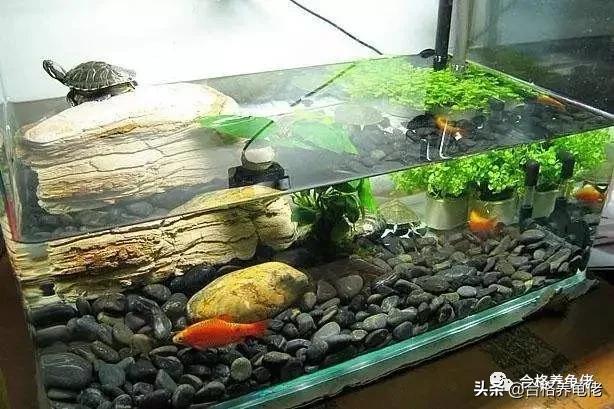 龟特别敏感有什么好办法,龟到家怎么处理