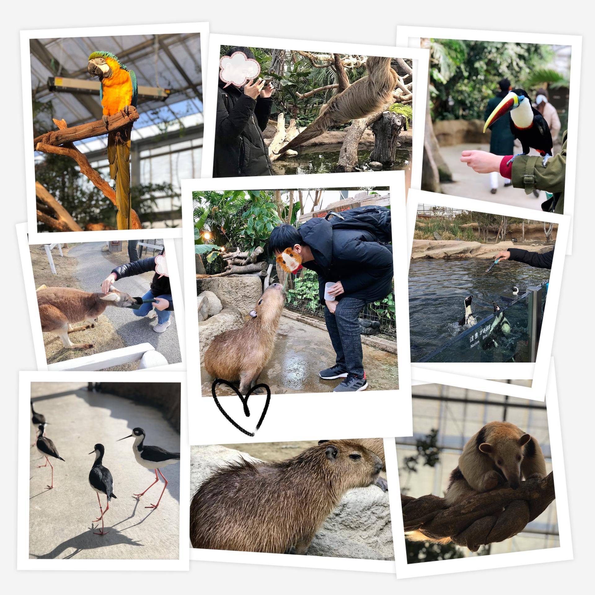 日本关东线8日游攻略,日本关东7天自由行攻略