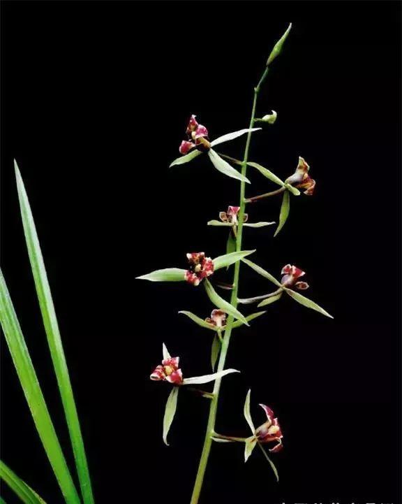 精品玉兰的品种及图片,国兰花朵不艳丽但香气清雅