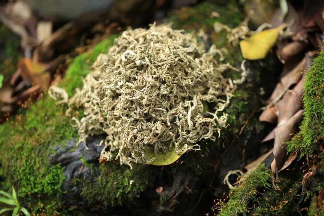 冬病夏治可以调理什么疾病,冬病夏治贴哪些穴位