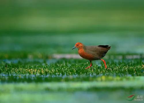 你认识吗丁啉,你认识吗