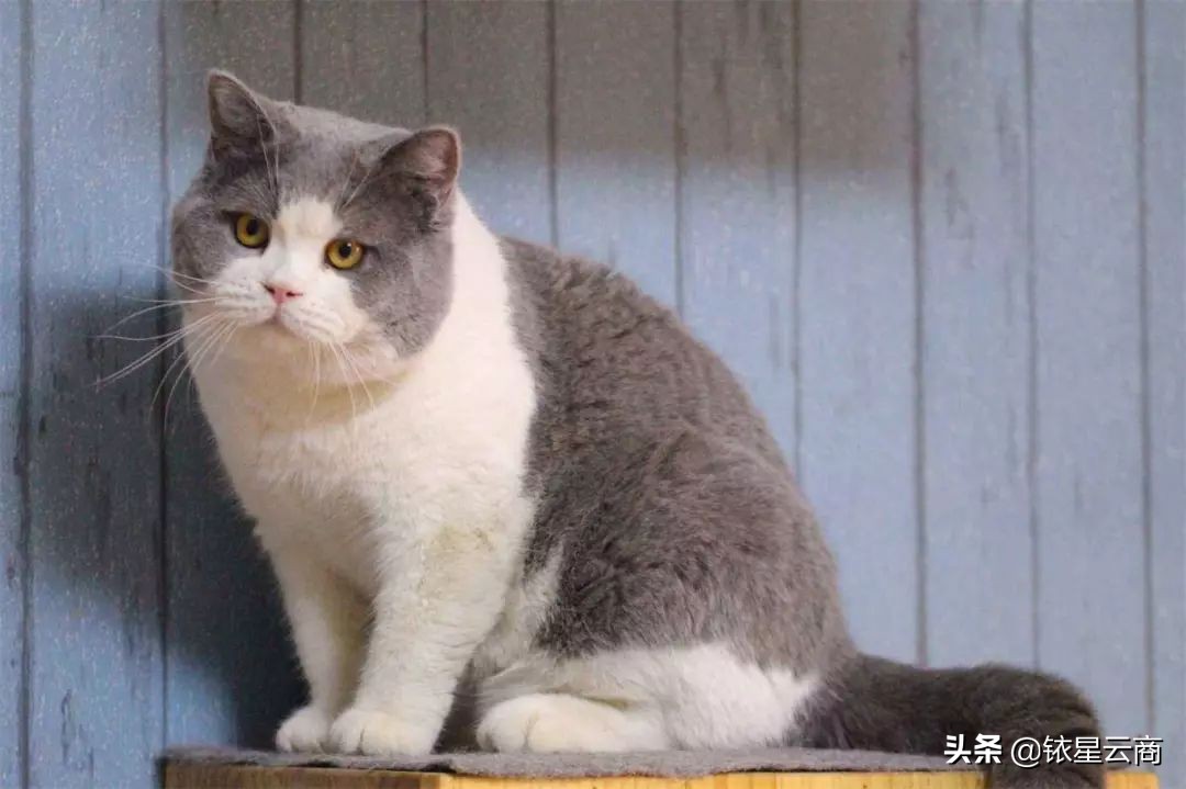 我们一起喵喵喵疯狂版,我们一起喵喵喵完整