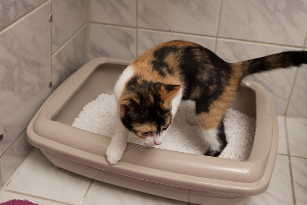 猫咪怎么洗猫爪,猫咪应该怎么护理爪子