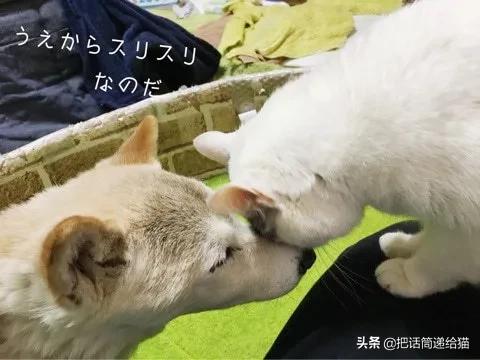 当小猫咪遇上大型犬,当小猫咪遇到大狗狗真是太温馨了