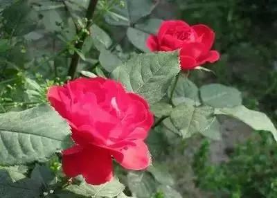 100种花的花语以及送花礼仪分享,100种花的名字和图片带花语