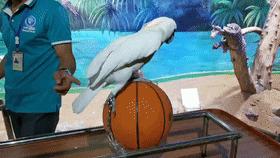 儿童玩的遛娃好去处,有动物的溜娃好去处