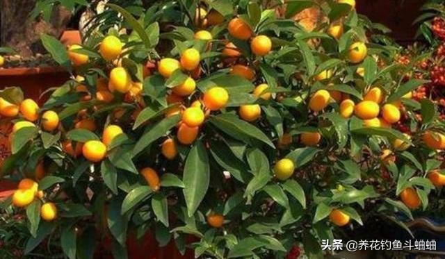 治金桔黄叶,夏季金桔掉叶黄叶可以换盆吗
