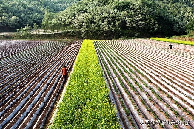 济南春季赏花自驾,济南踏青赏花新模式