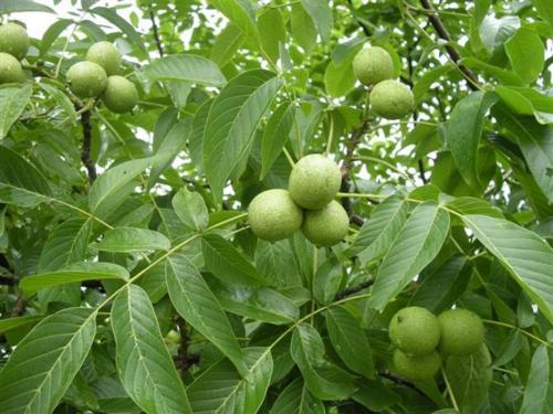 核桃举肢蛾是食叶虫吗,核桃举肢蛾幼虫