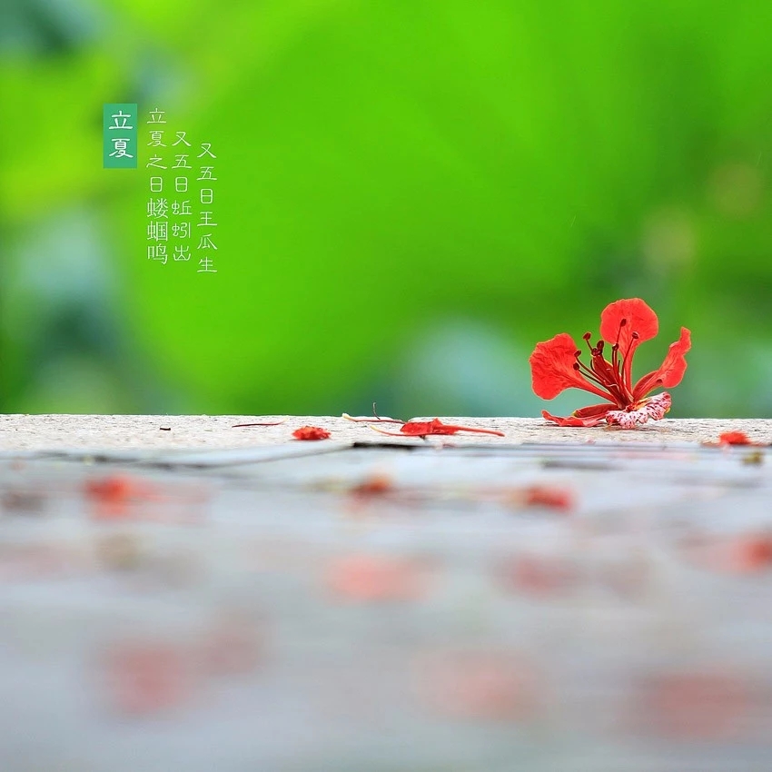 今日立夏风暖人间草木香全诗,立夏风暖人间草木香说说