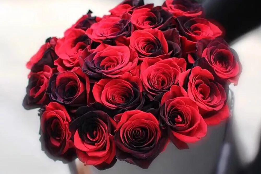 花店必备的5款玫瑰,鲜花图鉴一次性认识30种玫瑰花