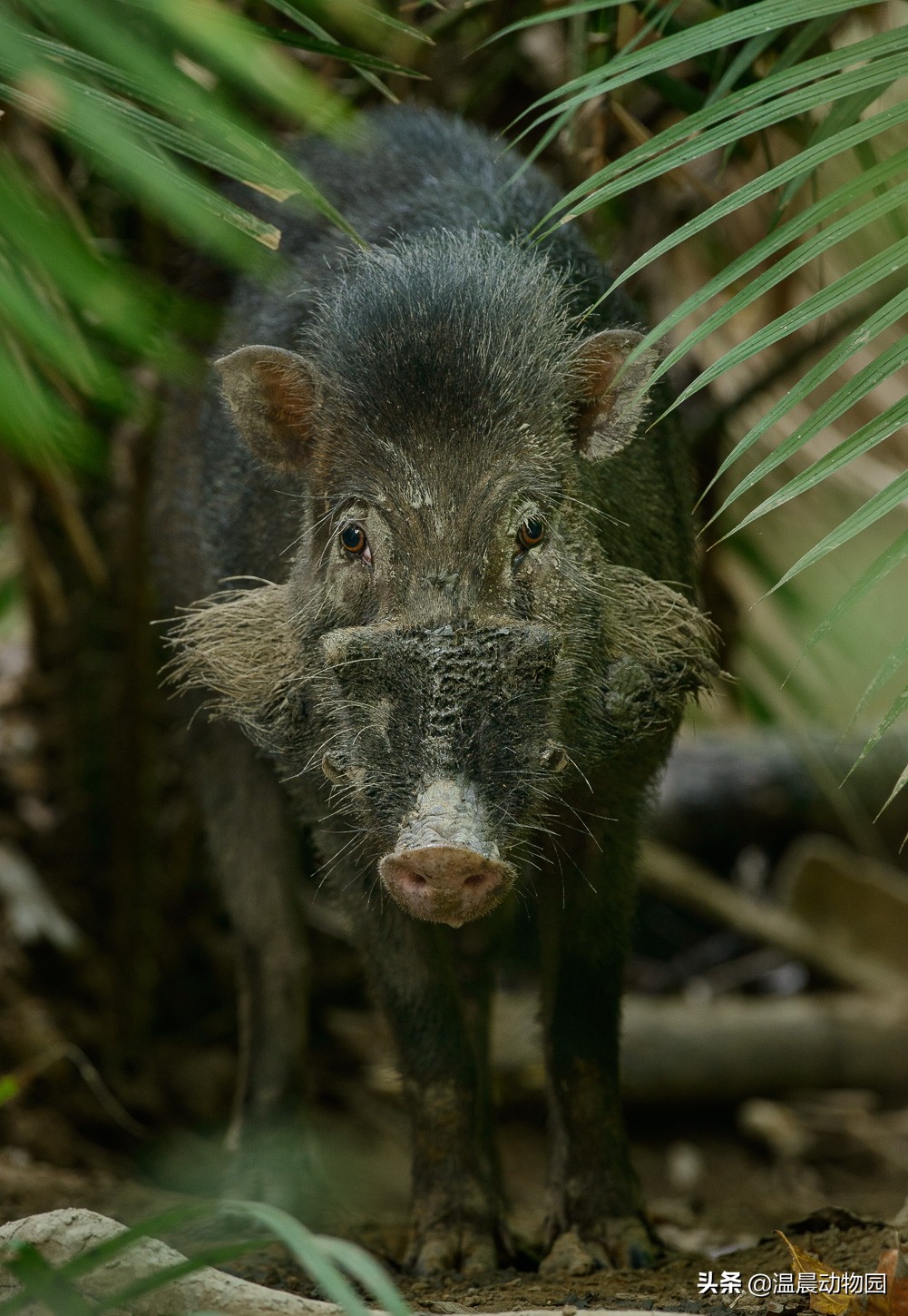 一猪二熊三老虎是怎么来的,为什么说一猪二熊三老虎