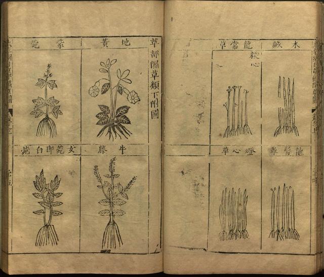 本草纲目中插图是李时珍画的吗,本草纲目李时珍插图