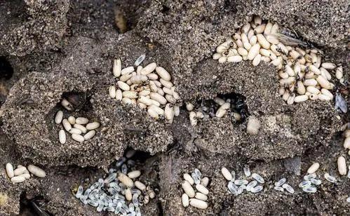 “蚂蚁搬家要下雨”不靠谱？看看蚂蚁的生活习性就知道是谁浅薄了