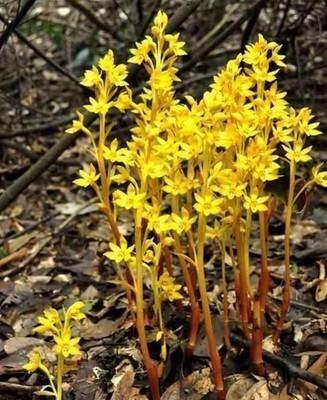 世界上最贵的兰花鬼兰图片,鬼兰最贵兰花