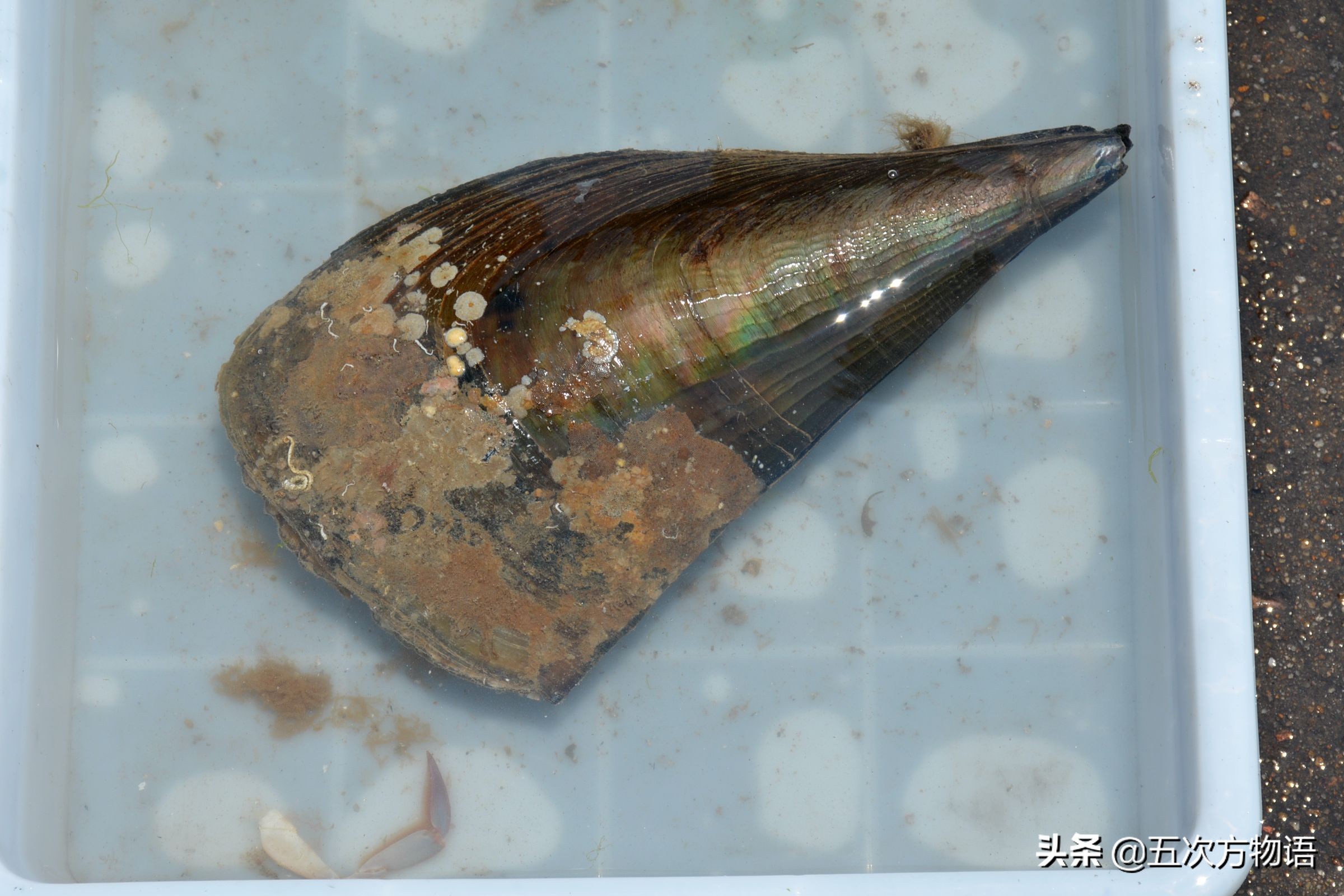 好吃的贝类品种大全,青岛贝类海鲜有哪些品种