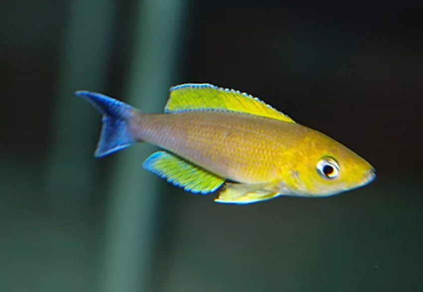 三湖慈鲷孵化注意事项,三湖慈鲷鱼买回来注意事项