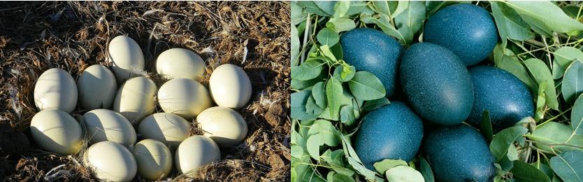 鸸鹋和鸵鸟什么区别,鸵鸟和鸸鹋在地球上生活多少年了