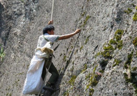为什么有人用石耳冒充木耳,新鲜野生石耳