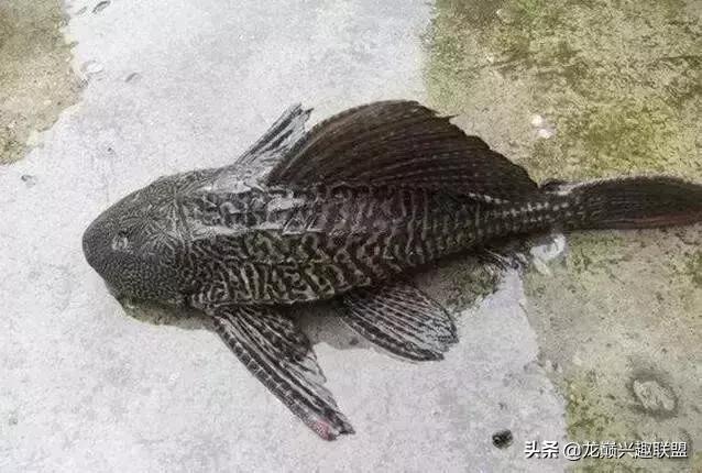 这门婚事我反对图片,哪种清道夫可以和锦鲤一起养