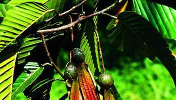 买中国货,唐朝海外贸易