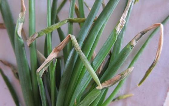 洋葱病害防治药套装,洋葱常见病害图谱