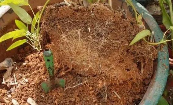 种植花草的营养土是怎么弄出来的,新手养花怎么用营养土最好