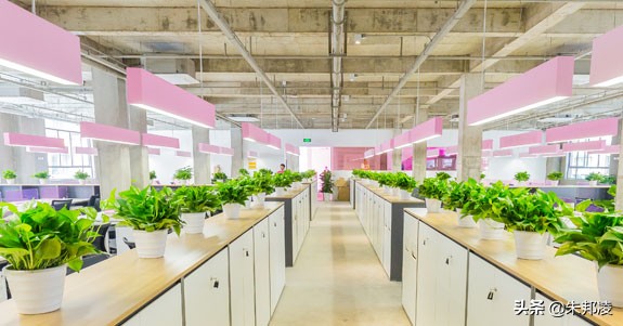 清华教师转行美妆电商，年卖36亿！曾2200万拍下Papi酱广告