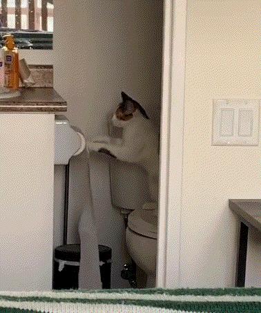 猫和老虎能杂交生育吗,猫和老虎可以生育吗