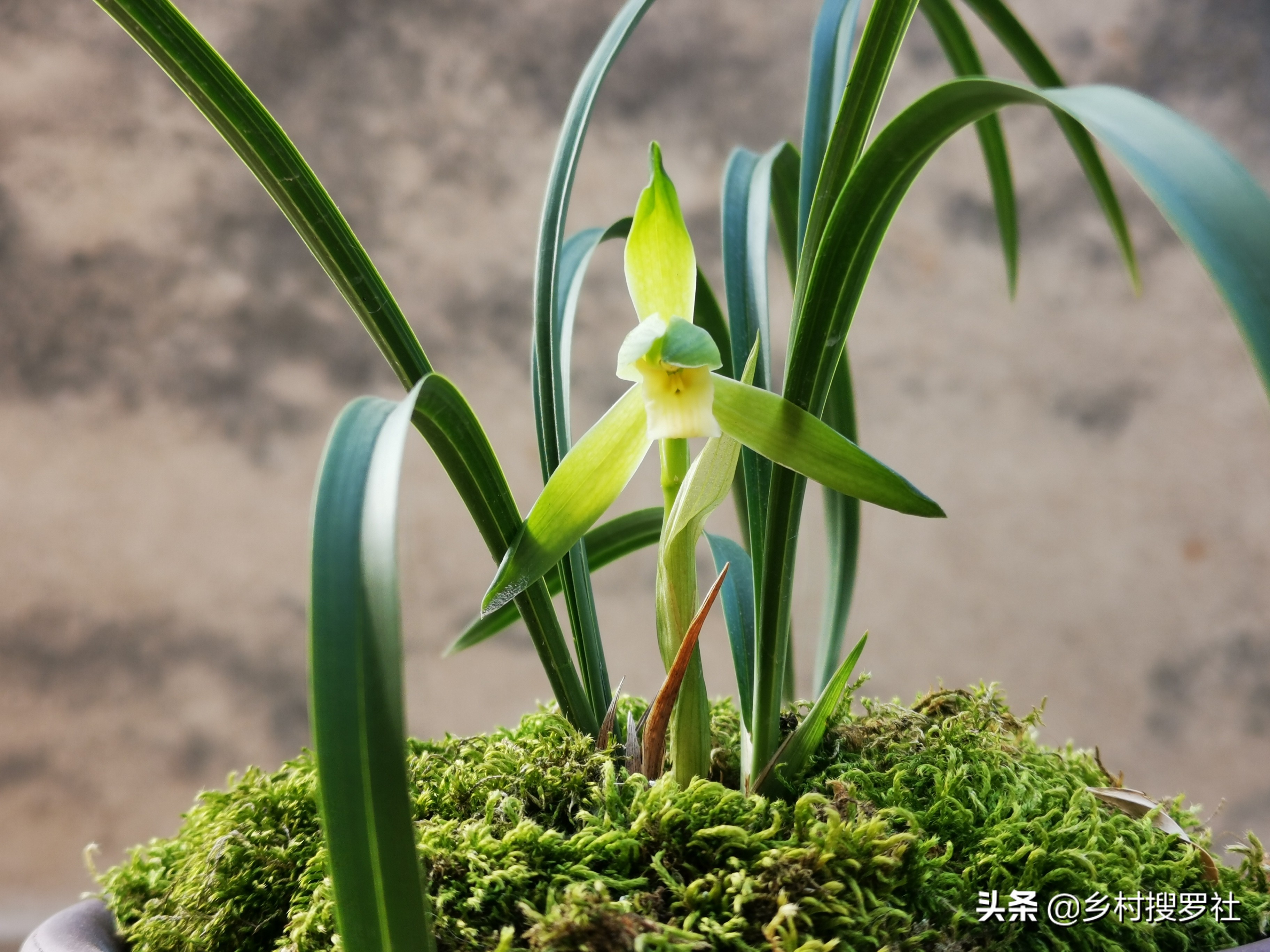 春兰开的都是素花怎么回事,春兰开素花好吗