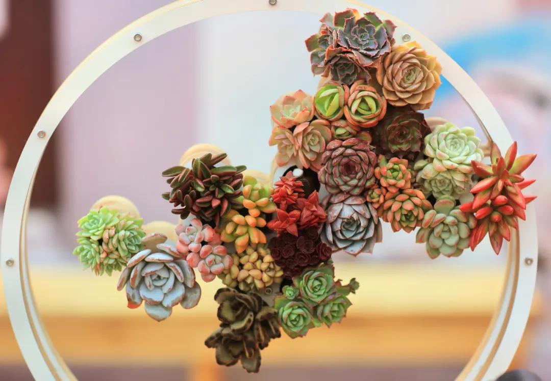 这个年销量上亿株多肉的县城，举办了首届多肉电商节