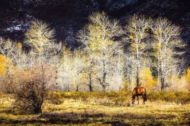 阿勒泰秋季旅行,新疆旅行阿勒泰秋天