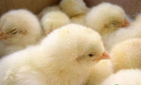 出壳的雏鸡是先打疫苗还是分公母,刚出壳的小鸡仔怎么分辨公母